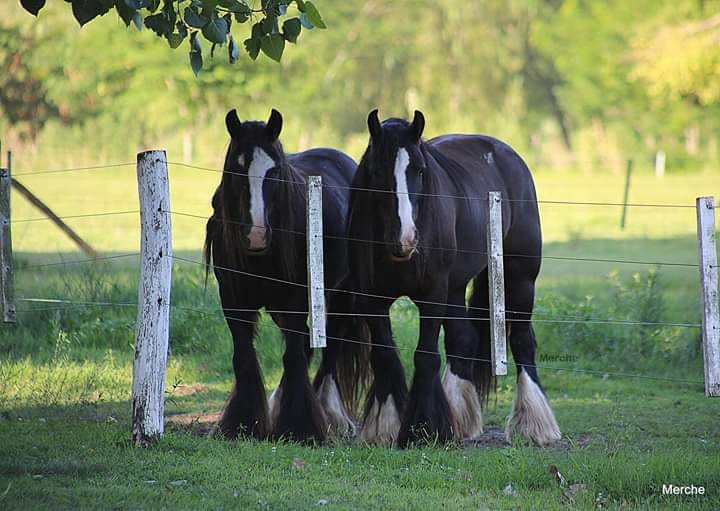 Gypsy Vanners de Magical Ranch
